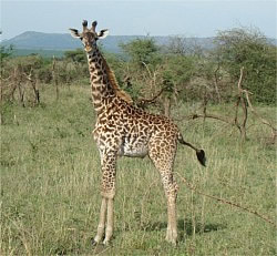 Curious baby giraffe